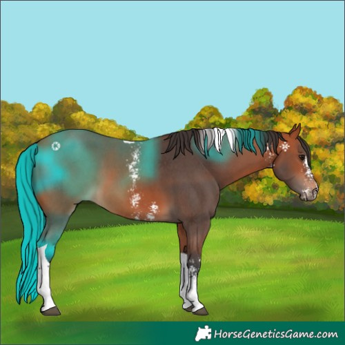 Horse Color:Bay Sabino Tobiano 