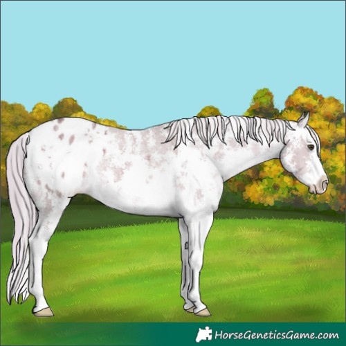 Horse Color:Chocolate Palomino Dun Sabino Splash Appaloosa 