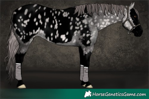Horse Color:Void Platinum Buckskin Dun Splash Appaloosa 