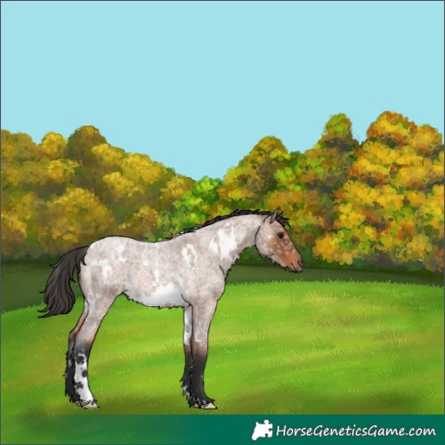Horse Color:White Spotted Bay Ice Roan Rabicano 