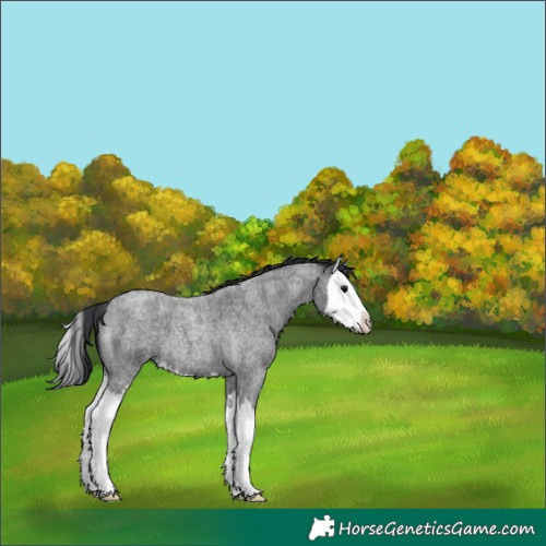 Horse Color:Blue Roan Splash 
