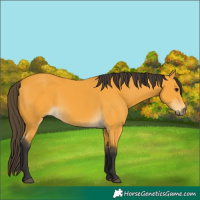 Horse Color:Buckskin 
