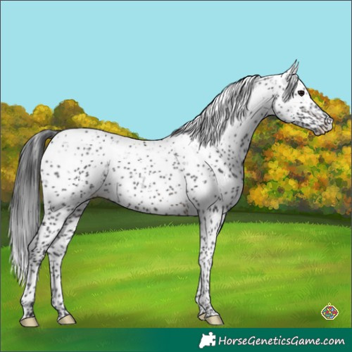 Horse Color:Brown Sabino