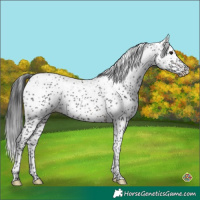 Horse Color:Brown Sabino 