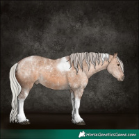 Horse Color:Silver Brown Dun Tobiano 