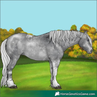 Horse Color:Silver Brown Chinchilla Tobiano 