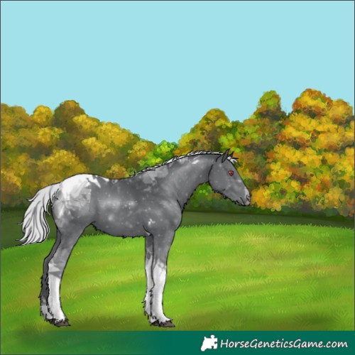 Horse Color:Silver Black Chinchilla Tobiano