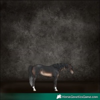 Horse Color:Brown 