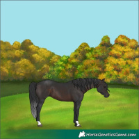 Horse Color:Brown 