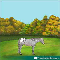 Horse Color:Brown Appaloosa 
