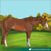 Horse Color:Chestnut 