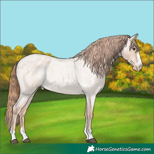 Horse Color:Red Dun Roan Appaloosa Rabicano 
