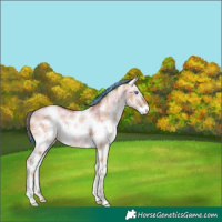 Horse Color:Painted Plaid  White Spotted Bay Pearl Dun Splash Frame 