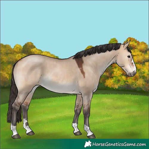 Horse Color:Bay Dun