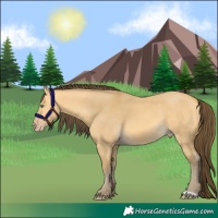 Horse Color:Amber Cream Champagne Dun 