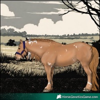 Horse Color:White Spotted Chestnut 