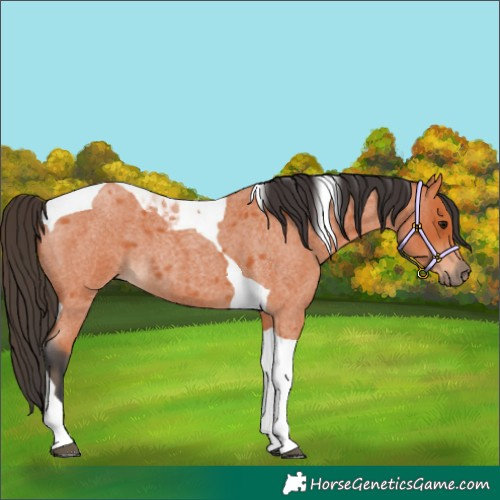 Horse Color:Bay Roan Tobiano 