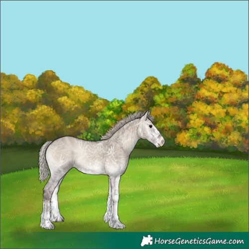 Horse Color:White Spotted Silver Grullo Ice Onyx 