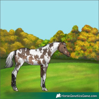 Horse Color:White Spotted Brown Dun 