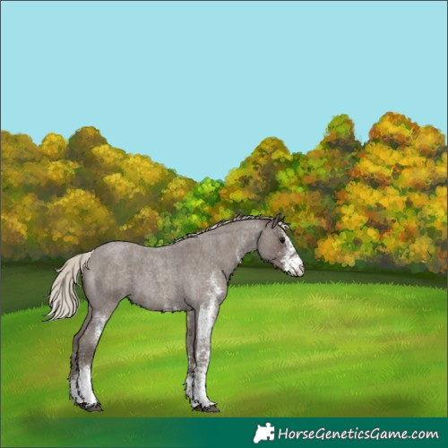 Horse Color:White Spotted Silver Smoky Blue Roan