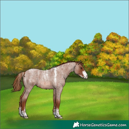 Horse Color:Red Roan