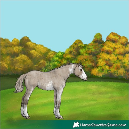 Horse Color:White Spotted Silver Smoky Grullo Roan