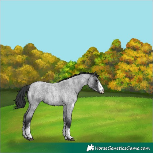 Horse Color:White Spotted Blue Roan