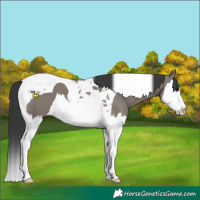 Horse Color:Grullo Splash Tobiano