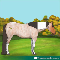Horse Color:Bay Roan Tobiano 