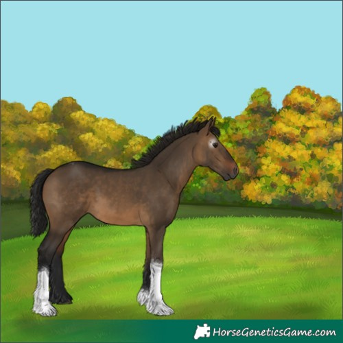 Horse Color:Gray Bay Dun Tobiano 