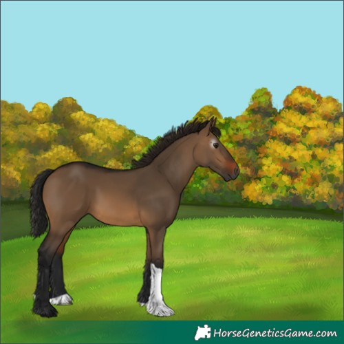 Horse Color:Gray Bay Dun Tobiano 