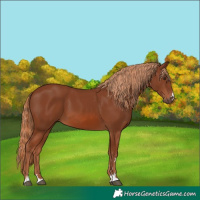 Horse Color:Chestnut 