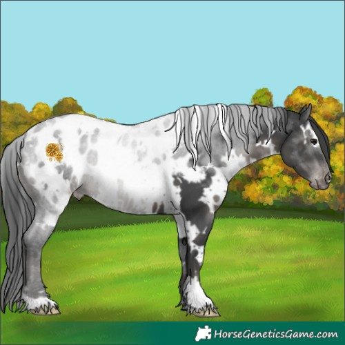Horse Color:White Spotted Black Mushroom Appaloosa 