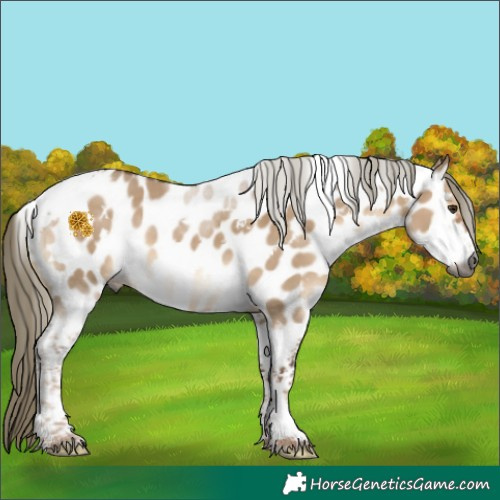 Horse Color:Gray White Spotted Liver Red Dun Mushroom Tobiano Appaloosa 