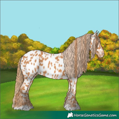 Horse Color:Chestnut Appaloosa 