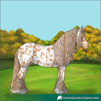 Horse Color:Chestnut Appaloosa