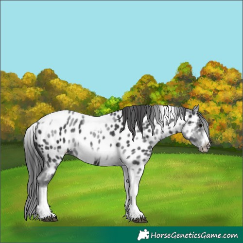 Horse Color:White Spotted Black Splash Tobiano Frame Appaloosa 