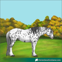 Horse Color:White Spotted Black Splash Tobiano Frame Near Leopard 