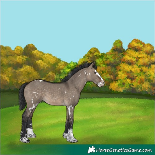 Horse Color:White Spotted Brown Dun Splash 