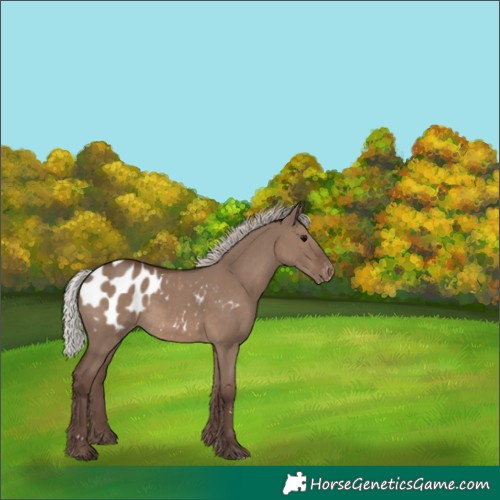 Horse Color:Silver Grullo Appaloosa 