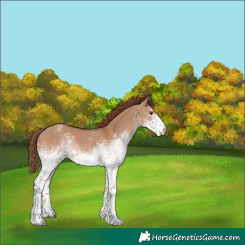Horse Color:White Spotted Red Dun Appaloosa 