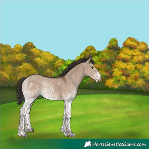 Horse Color:White Spotted Liver Red Dun 