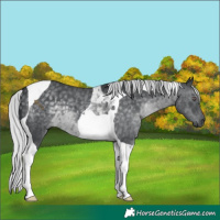 Horse Color:Silver Black Chinchilla Tobiano 