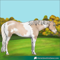 Horse Color:Chocolate Palomino Pearl Tobiano Frame  and Chocolate Palomino Pearl Tobiano Frame 