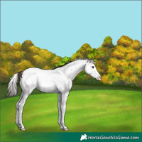 Horse Color:White Spotted Bay Dun Splash Tobiano Appaloosa