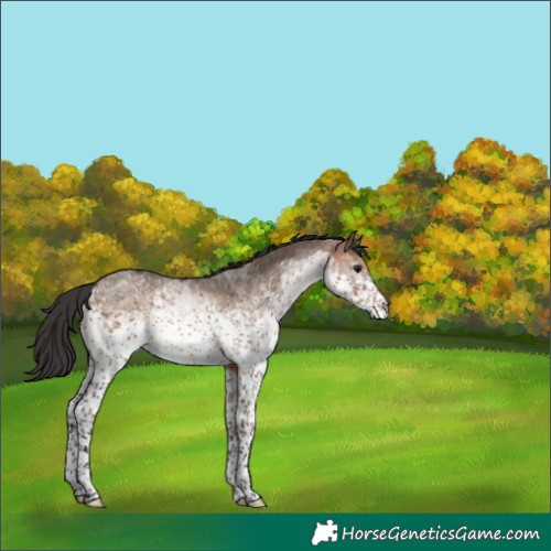 Horse Color:White Spotted Bay Dun Rabicano