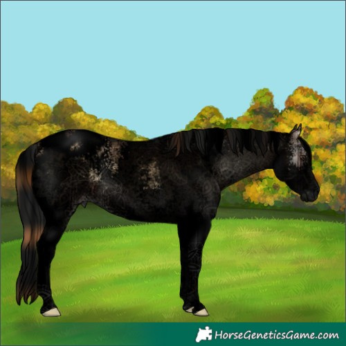 Horse Color:Void Plaid  White Spotted Liver Red Onyx Appaloosa 