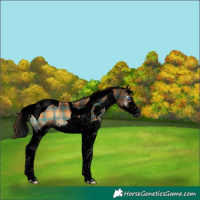 Horse Color:Gray Void Plaid  Bay Onyx Splash Tobiano 