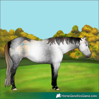 Horse Color:Gray Void Plaid Bay Onyx Splash Tobiano