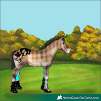 Horse Color:Void Plaid  Brown Onyx Tobiano Appaloosa 